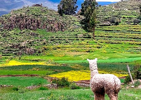 Pre-inca ruins in Coporaque