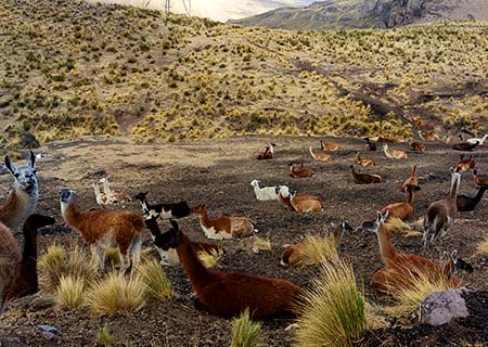 Llamas on the trail to the Choqolaqa rock forest