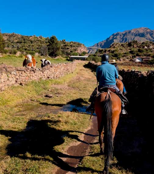 Horsing_colca