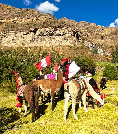 Llama_trekking_01